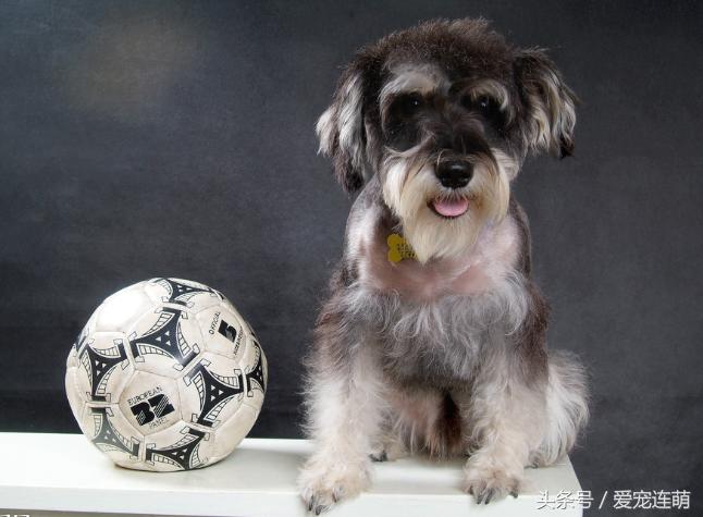 雪纳瑞体型测量,雪纳瑞体型参数