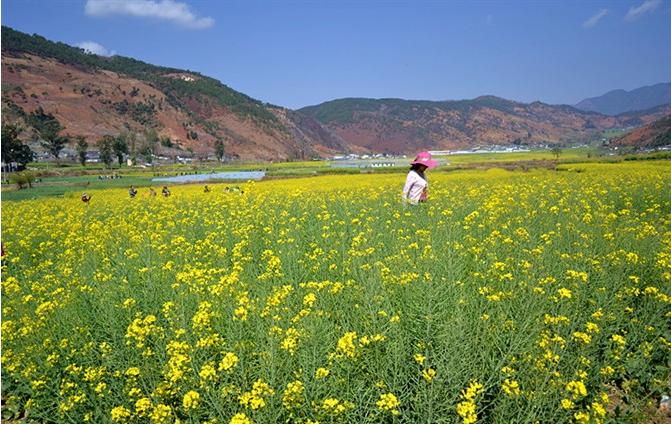 春季赏花图鉴大全,春季赏花游哪里好玩