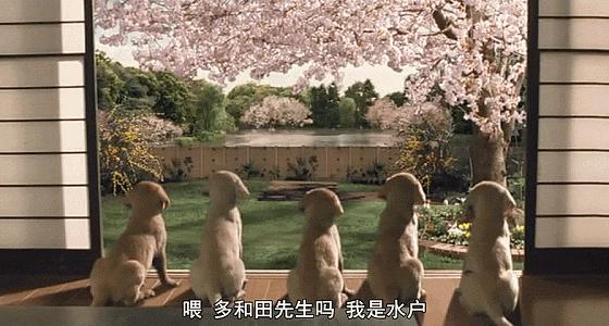 这些猫狗男女都爱看