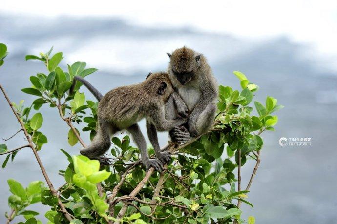 巴厘岛情人崖猴子,巴厘岛最美情人崖