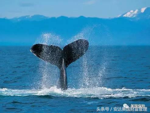 储蓄型寿险中国美国,美国和中国定期寿险市场的区别