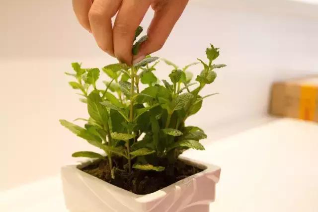 我选择LADYM，只为爱的人“做”一份情人节礼物