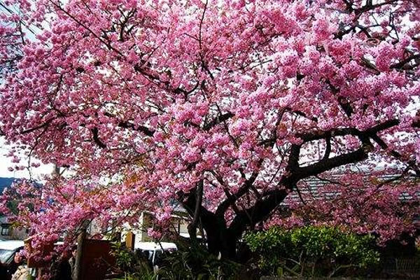 坐邮轮去日本看樱花,去日本看樱花要票么