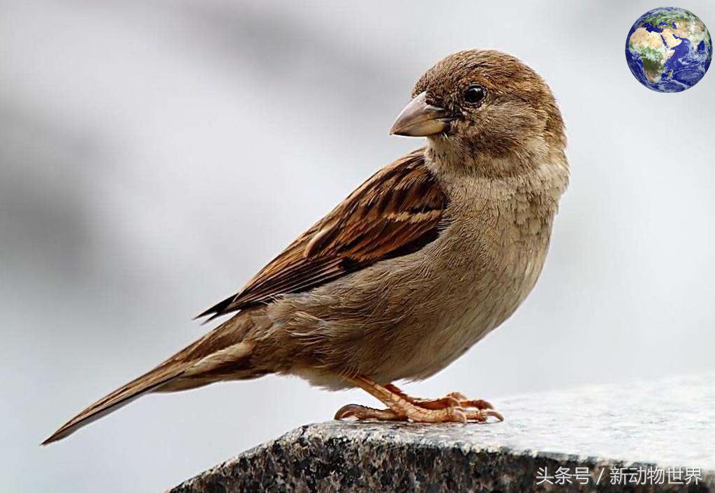 比黄金还贵的动物粪便,非常贵的动物粪便