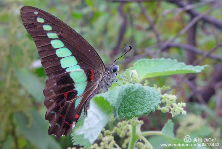 微距镜头下的昆虫视角,微距下的昆虫摄影