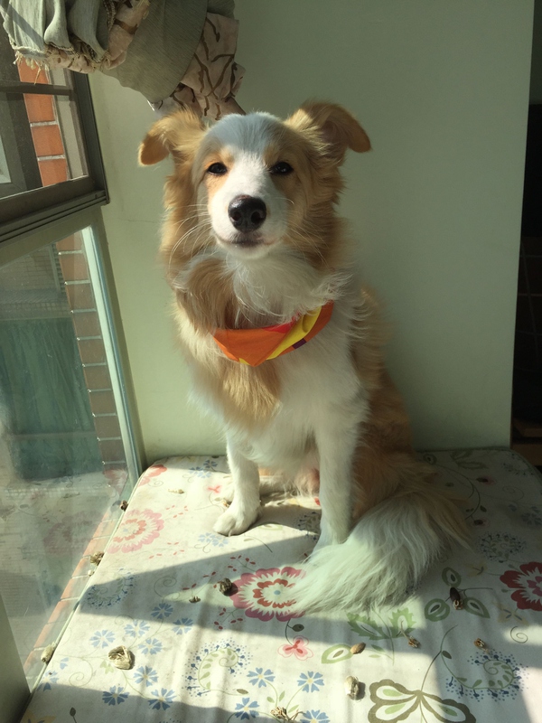 边牧这种狗到底有多聪明,边牧的智商真的有6-8岁那么高吗