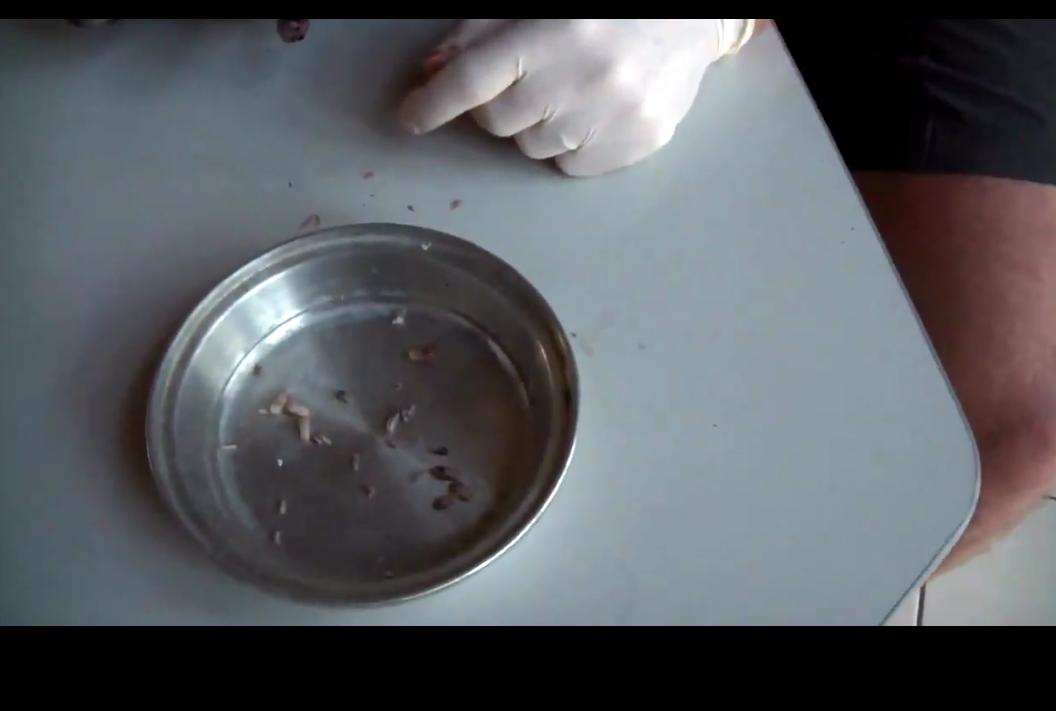 狗狗身上很多小虫子一定要剃毛吗,狗狗身上挤出黑色分泌物