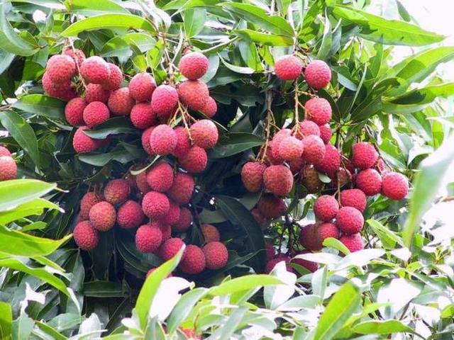 水果用途终于收集全了,水果的用途有哪些