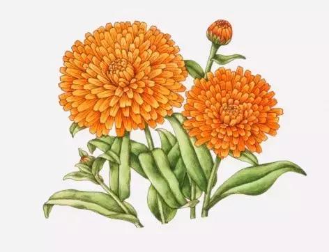 色斑雀斑晒斑如何淡化,晒斑雀斑怎么内调