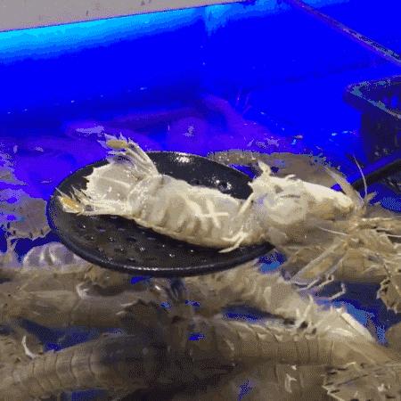 12种常见虾图解大全,给你科普一下虾的种类