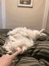 萌宠动物图鉴,萌宠萌图第591期