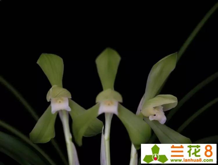 兰花的精神品格折服世人，兰花品性雅洁惹人怜爱