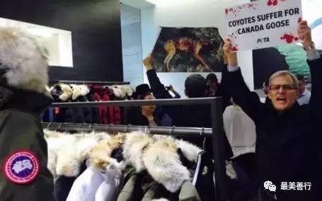 明星加拿大鹅,明星加拿大鹅穿搭