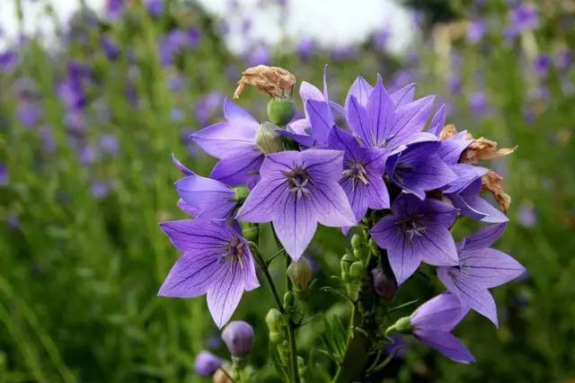 桔梗花：爱你永不悔