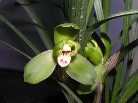 兰花资料卡,兰花资料简介