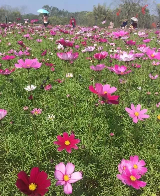 南宁适合春游前十个地方,南宁踏青去哪儿