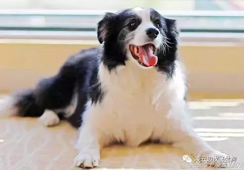 伴侣犬行为管理是什么,狗狗不消化呕吐的解决办法