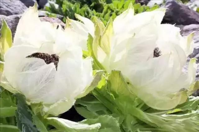 刘虎岐:想要种中草药赚钱,你先得了解它们!