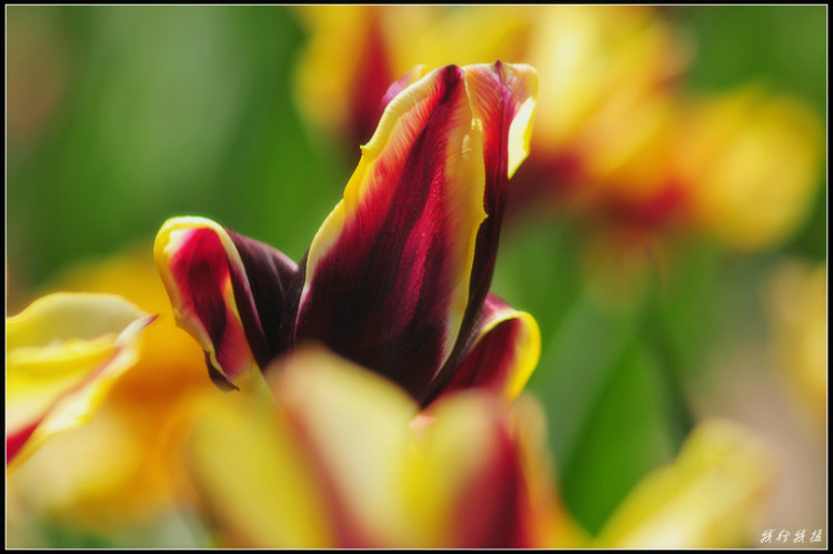 郁金香花卉摆放,郁金香花卉基地