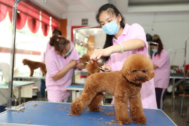贵宾犬怎么饲养,贵宾犬如何饲养好