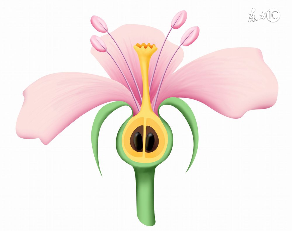 怀男孩女孩酸碱性的区别,生男孩女孩跟水质有关吗