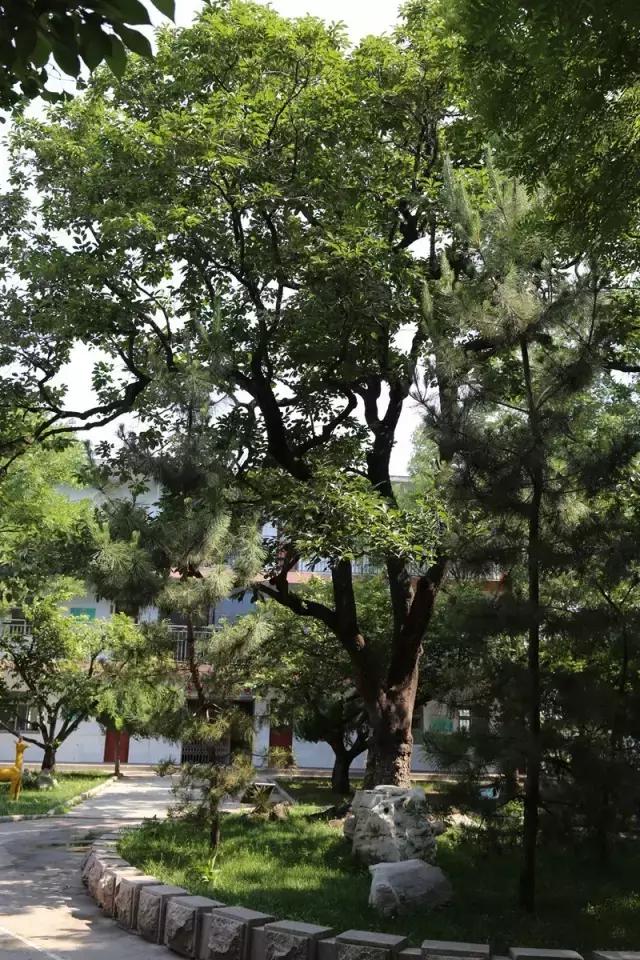 淄博乡村记忆,临淄辛店大武新村