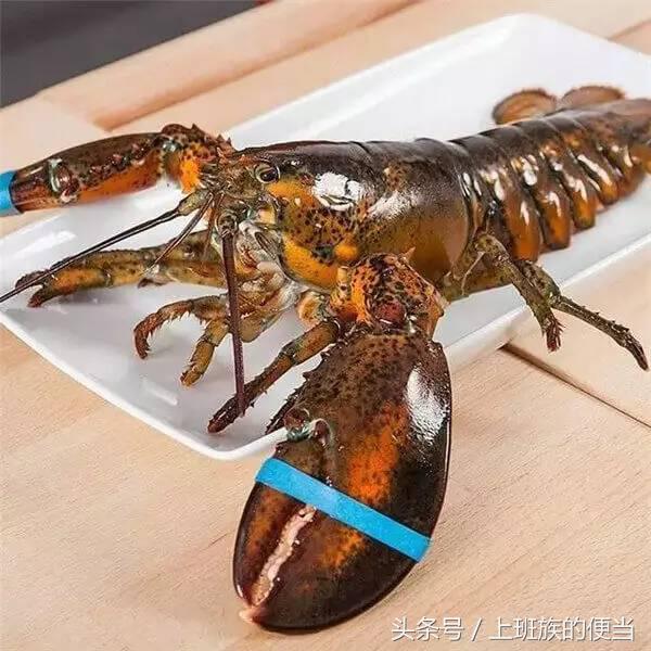 12种常见虾图解大全,各种虾的区别及图片