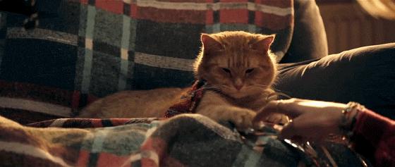 这些猫狗男女都爱看