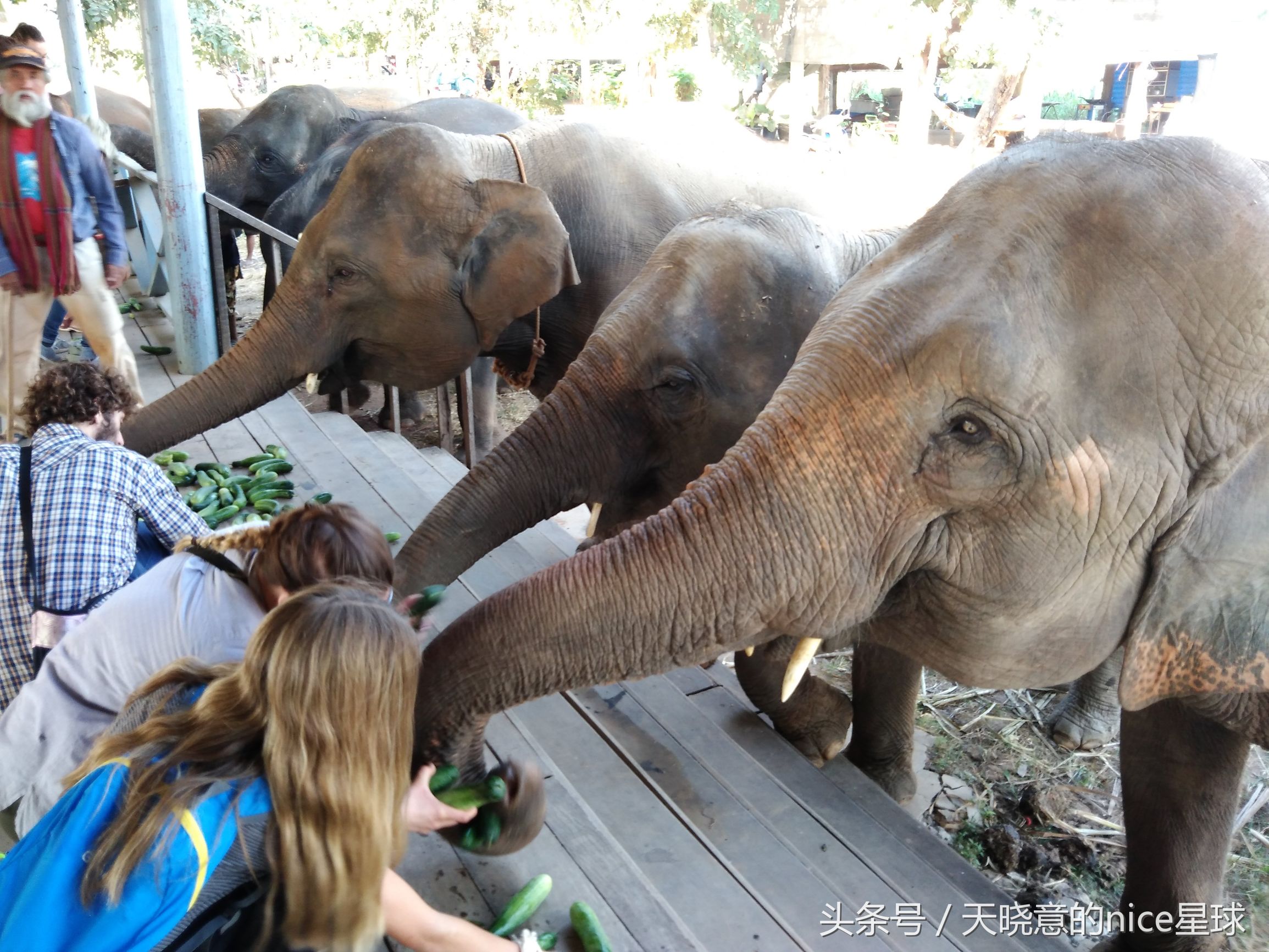 泰国大象旅行记,泰国旅游跟大象近距离接触