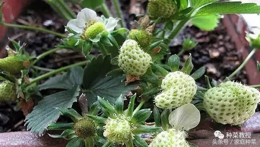 家庭怎样种植草莓施肥最好,买的草莓籽种植方法全过程小视频