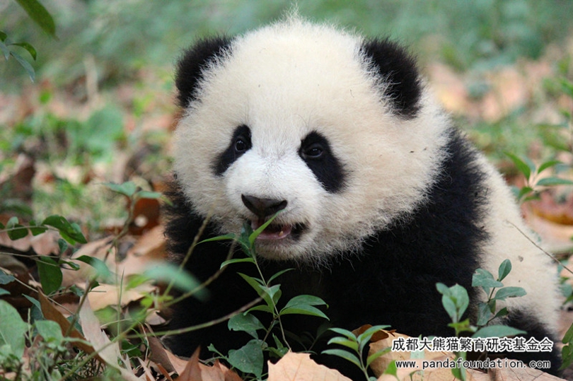 抱大腿暴富后续,抱大腿走上人生巅峰