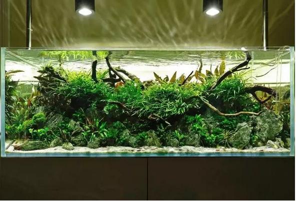 坏水质,草缸水质都要注意哪些