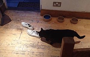 大猩猩gif搞笑图片,黑猩猩搞笑gif图