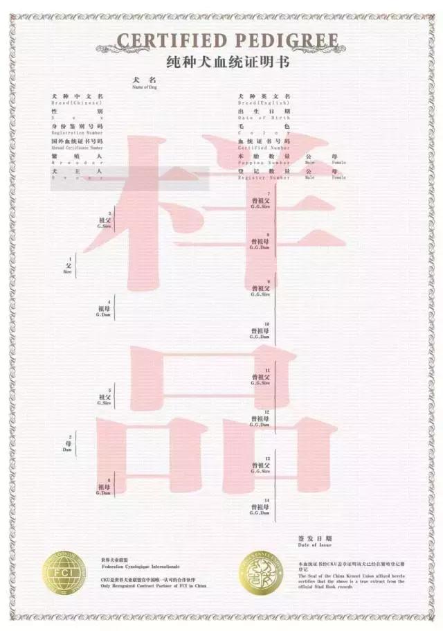 狗狗打比赛项目有哪些,狗狗比赛都有什么项目