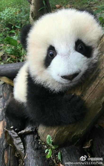 抱大腿暴富后续,抱大腿走上人生巅峰