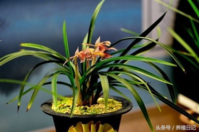 金边兰花叶子发黄发干怎么回事,小桃红兰花叶子发黄和盆小有关吗