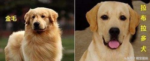 金毛寻回犬常见病,金毛寻回犬介绍大全图片高清