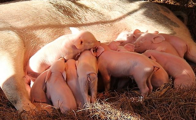 母猪不喂猪仔怎么办,母猪不喂小猪奶是什么原因