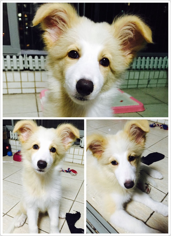 边牧这种狗到底有多聪明,边牧的智商真的有6-8岁那么高吗