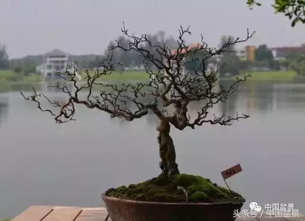盆景知识与交流,养花知识大全小盆景