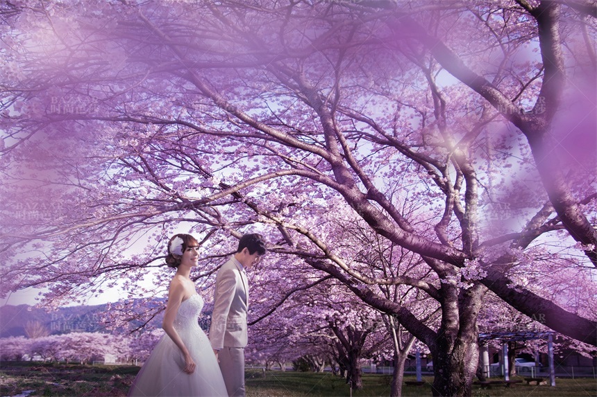 薰衣草的浪漫花语和寓意,薰衣草花语和寓意是什么