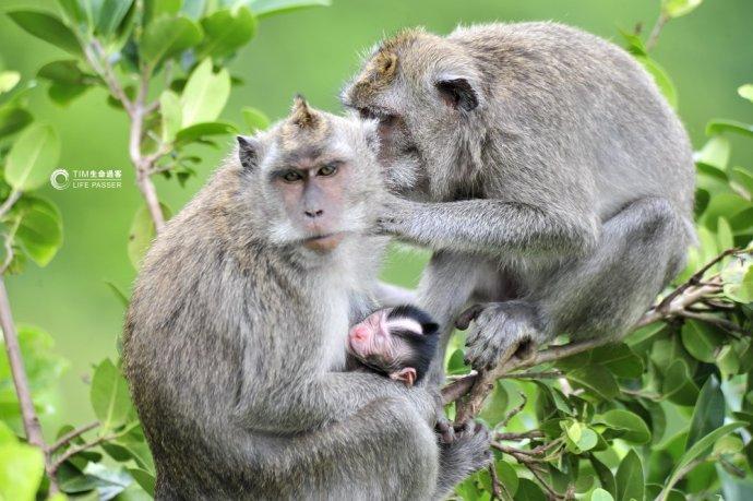 巴厘岛情人崖猴子,巴厘岛最美情人崖