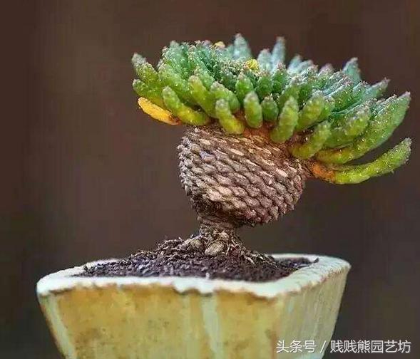 新手对多肉的忠告,多肉新手入门感受