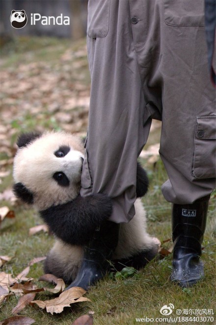 中国十大最火的外国网红,抖音百万网红姐弟抱大腿