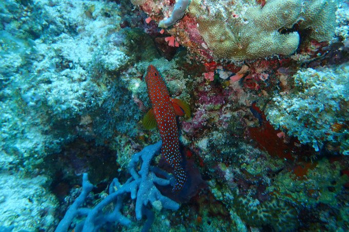 亲爱的我们一起去旅行歌曲,一起看海是我们的约定马尔代夫
