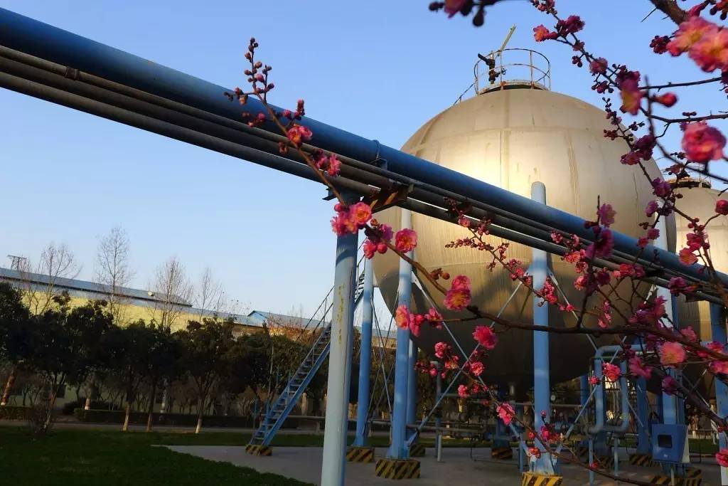 印象渭南：情寄雪梅