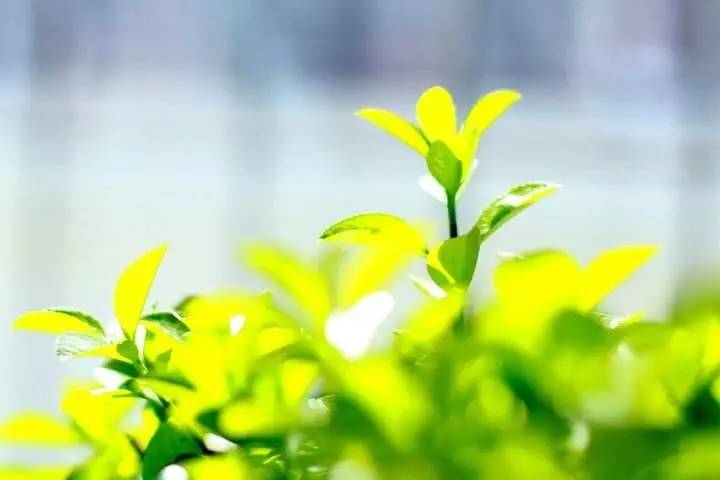 元曲春天,宋词里的春天意境深远