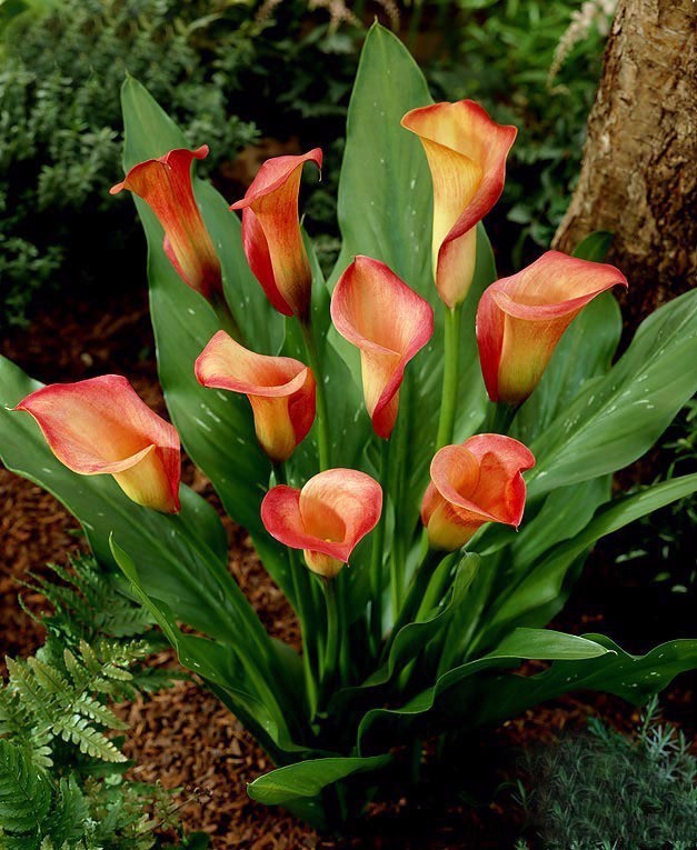 彩色马蹄莲的形态特征和养殖,白色马蹄莲和彩色马蹄莲一样吗