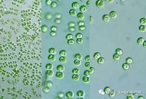 养殖塘的藻类培养技巧牢记这三点,如何提高水产养殖效益