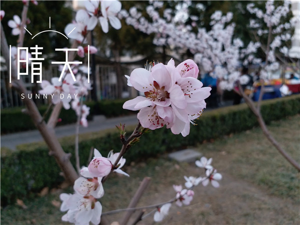 三星c7pro拍照,三星c9pro拍照效果怎么样